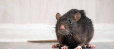 Rata ¿Qué significa soñar con ratas? ¡Conozca todos los significados!