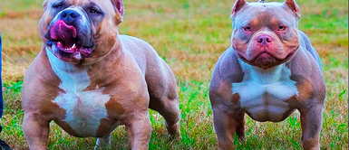 Dos perros pitbull atacan a su dueña de 23 años, en departamento y ella muere Dos perros pitbull atacan a su dueña de 23 años en departamento y mujer muere tras agresión