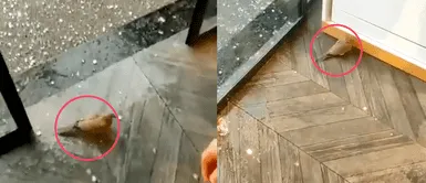 Paloma pide resguardo por extremo frío y se vuelve viral en redes sociales Paloma pide resguardo por extremo frío y se vuelve viral en redes sociales