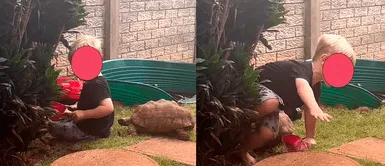 ¡Rivalidad en la familia! Tortuga reclama su lugar en casa y hace llorar a su hermano humano ¡Rivalidad en la familia! Tortuga reclama su lugar en casa y hace llorar a su hermano humano