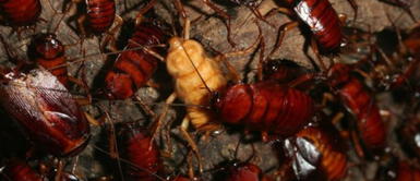 Puede significar que tenemos algunos complicaciones en nuestra vida ¿Qué significa soñar con cucarachas? Mira AQUÍ el significado de porque esto ocurre