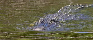 El cocodrilo es símbolo de tranquilidad, prudencia y rectitud. ¿Qué significa soñar con cocodrilos? ¡Conozca todos los significados!