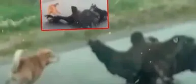 Perro salva la vida de su compañero y ataca ferozmente a águila Es un héroe: Perrito atacó a águila para salvar la vida de su mejor amigo