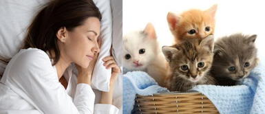 Los gatos son símbolos de independencia ¿Qué significa soñar con gatos? Este es su verdadero significado