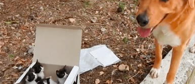 Perro rescató la vida de un grupo de gatos en Grecia "Dios lo bendiga:" Perro encuentra gatitos abandonados y los adopta inmediatamente