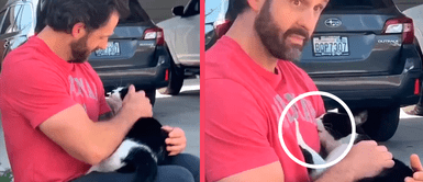 Gatito se vuelve viral en redes sociales tras intentar lactar del pecho de un hombre: “Te escogió como mamá” Gatito se vuelve viral en redes sociales tras intentar lactar del pecho de un hombre: “Te escogió como mamá”