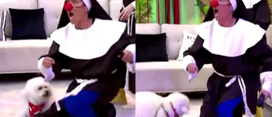 Katia Palma fue mordida por perrita de Fernando Perrita de Fernando Díaz mordió a Katia Palma EN VIVO y causó gran susto en actriz