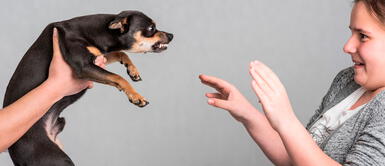 Conoce todo sobre la relación entre perritos y sus dueños. Los perros sienten rencor por las personas que son malas con sus familias, según estudio