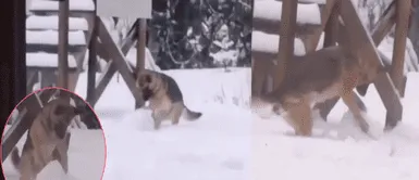 Pastor Alemán sorprende al hacer solo un muñeco de nieve. Pastor Alemán sorprende al hacer solo un muñeco de nieve.