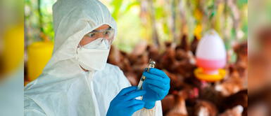 Conoce los signos de la gripe aviar. ¿Cómo evitar infectarse de gripe aviar tras primer caso humano en Chile?