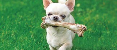 Perritos pueden comer huesos crudos de ciertos animales. ¿Los perros pueden comer huesos sin ningún problema?