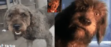 El perrito se volvió viral debido al parecido que tiene con el can de la serie. Captan al 'perrito' de "El narrador de cuentos" pidiendo comida y es viral: "Ya no factura"