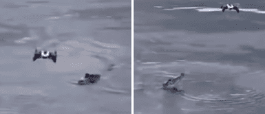 El momento en que un cocodrilo 'caza' a un dron en pleno vuelo El momento en que un cocodrilo 'caza' a un dron en pleno vuelo