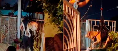 El perrito vive muy feliz con sus papás humanos. Dueños suben con arnés a su perrito que no puede andar por las escaleras: "Tiene una familia bien hermosa"