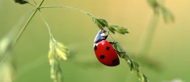 La mariquita te dice que cosas buenas llegarán a tu vida. ¿Qué significa que una mariquita se pose en ti? ¿Es el mensajero de la abundancia en tu hogar?