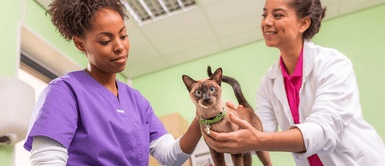 Conoce todos los detalles de esta enfermedad felina. ¿Cómo prevenir e identificar la hemobartonelosis felina?