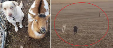 Perrito consiguió dos amigos en su aventura Tierno perrito se perdió en un paseo, pero luego regresó con dos amigos que conoció en su aventura