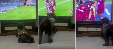 Mascota brasileña se hace viral en redes al vaticinar y celebrar los goles de Fluminense sobre Sporting Cristal Mascota brasileña se hace viral en redes al vaticinar y celebrar los goles de Fluminense sobre Sporting Cristal