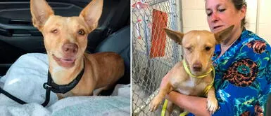 Perra pitbull fue rescatada en Estados Unidos Perrita se emocionó y abrazó con mucha fuerza a la mujer que la rescató