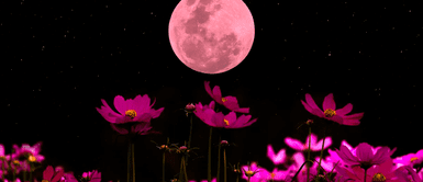 ¿A qué hora sale la Luna Rosa en Perú? Descubre el horario y disfruta de su belleza ¿A qué hora sale la Luna Rosa en Perú? Descubre el horario y disfruta de su belleza