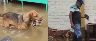 La perrita protagonizó una conmovedora escena que se volvió viral en redes. ¡Conmovedor! Perrita rescata a sus crías que perdieron la vida en inundación en Lambayeque