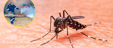 Conoce los síntomas del dengue. Semana Santa: conoce las medidas de prevención contra el dengue para este feriado largo