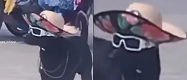 El perrito se volvió la envidia de los veraneantes. Firulais luce un estilo 'fachero' en la playa e impacta a veraneantes: "Ya no ladra, ahora factura"