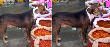 Perro se ganó el cariño de todos tras curioso comportamiento en una tienda de alimentos para animales Comerciante dio permiso a perrito callejero para que coma las galletas de su tienda
