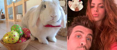 Shakira tiene un conejo y un poodle de mascotas. Shakira comparte tierna foto de su conejito que tenía con Gerard Piqué: ¿Lo recuerda?