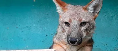 Zorro andino Run Run se hizo famoso, luego de ser confundido por un perro. Run Run: ¿Qué es de la vida del zorro andino que fue adoptado pensando que era un perro?