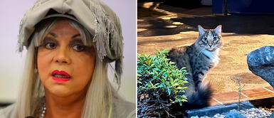 Yola Polastri teme por la vida de sus gatos por la presencia de zorros en La Molina "Tengo dos gatos y estoy asustada por los 'Run runes'": Yola Polastri revela su terrible preocupación