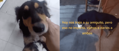 ¡Imposible negarse! Perrito callejero busca a joven todos los días para que le dé comida ¡Imposible negarse! Perrito callejero busca a joven todos los días para que le dé comida