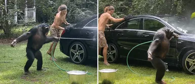 Chimpancé ayuda a joven a lavar su carro: "Trabajo en equipo" Chimpancé ayuda a joven a lavar su carro: "Trabajo en equipo"