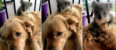 Perro tuvo un bello gesto con koala bebé en Australia Es una heroína: perrita salvó del frío a un koala bebé abandonado y lo adoptó