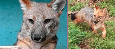 El zorro andino Run Run cumple su primer año en la Granja Porcón El zorro andino Run Run cumple su primer año en la Granja Porcón: ¿Cómo se encuentra?