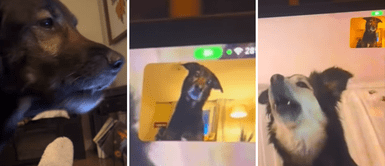 Perrito hace videollamada con su amigo y se comunican con aullidos Perrito hace videollamada con su amigo y se comunican con aullidos