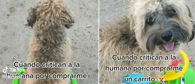 El perrito lució muy feliz con su papá humano. Joven es criticado por llevar a su perrito en coche de juguete: "Los carritos son para niños"