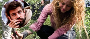 Shakira deja sin árbol a Gerard Piqué y lo traslada hasta su casa de Miami Shakira traslada un árbol de casa de Gerard Piqué a su nuevo jardín en Miami