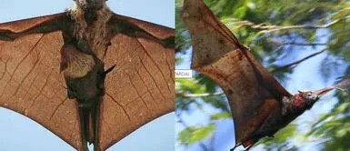 Este singular animal da terror cuando se le ve por primera vez. Zorro volador: Conoce dónde vive y cuánto mide el aterrador animal considerado el murciélago más grande de la galaxia