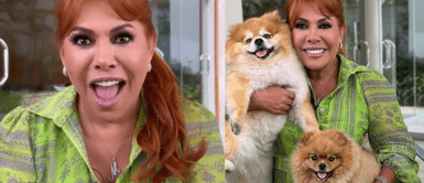 Magaly Medina anuncia emocionante noticia Magaly Medina anuncia con emoción que se convertirá en 'abuela': "Estamos preocupados como abuelos primerizos"