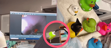 Patito no esperó pasar por tremenda travesía y se vuelve viral Patito no esperó pasar por tremenda travesía y se vuelve viral