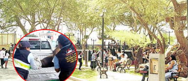 Ica: usuarios piden identificar a conductor que persiguió y asesinó a perrito en parque Ica: usuarios piden identificar a conductor que persiguió y asesinó a perrito en parque