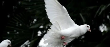 La paloma blanca es símbolo de paz La buena suerte te cae del cielo: ¿Qué significa que te caiga popo de paloma?