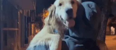 Perra viral en TikTok Joven salió a pasear a su perra, se cruzó con su ex y la mascota la dejó en shock con su reacción