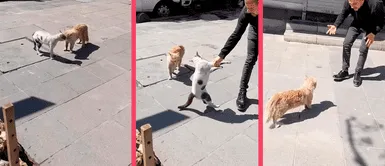 Hombre evita pelea entre dos gatos y los termina regañando: “¡Papá, el empezó!” Hombre evita pelea entre dos gatos y los termina regañando: “¡Papá, el empezó!”