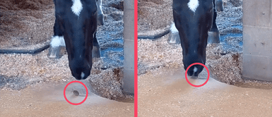 Caballo se come un ratón y deja en shock a usuarios: “¡No puede ser!” Caballo se come un ratón y deja en shock a usuarios: “¡No puede ser!”