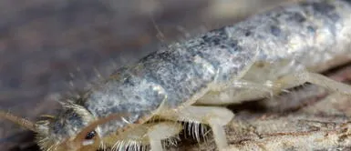 Estos animales parecen inofensivos pero en realidad no lo son. Pececillos de plata en casa: Esta es la razón por la que deberías preocuparte si lo ves