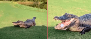 Cocodrilo captura pelota de golf y genera sensación en redes Cocodrilo captura pelota de golf y genera sensación en redes