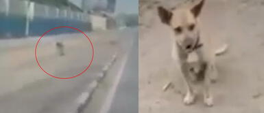 El perrito demostró su amor incondicional. Perrito persigue a ambulancia que trasladaba a su dueño al hospital: "Su mejor amigo"