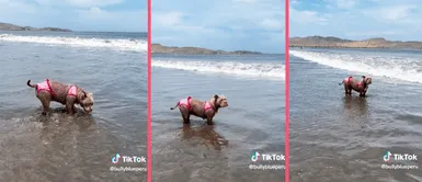 Perrita sorprende con bikini sexy y recibe lluvia de halagos en TikTok Perrita sorprende con bikini sexy y recibe lluvia de halagos en TikTok: "Miss Universo"